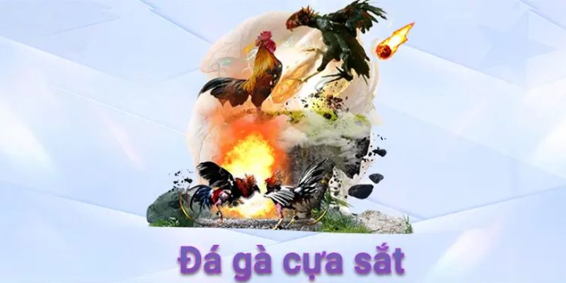 Quy luật về chọi gà cựa sắt bạn cần biết