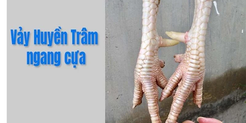 Vảy gà huyền trâm dấu ấn của sức mạnh và tinh hoa